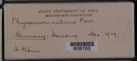 Physarum nutans image